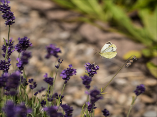 Small white in flight
