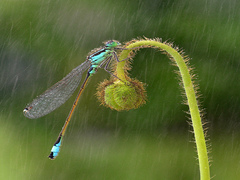 Lantaarntje in de regen