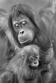Orang Oetan met baby in ZwW