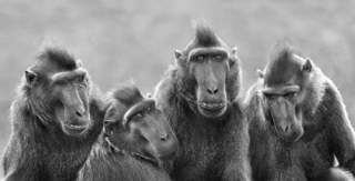 Kuifmakaken in tegenlicht in ZwW