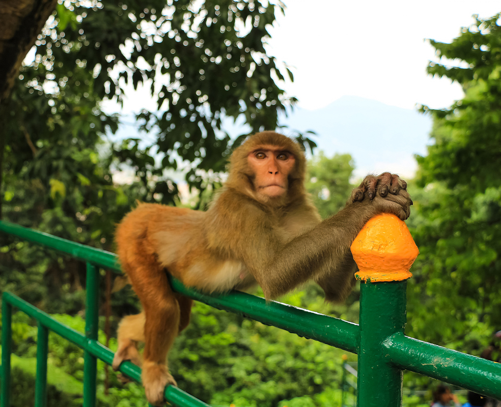 фотомодель