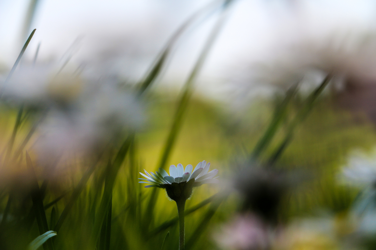 сон ромашкі