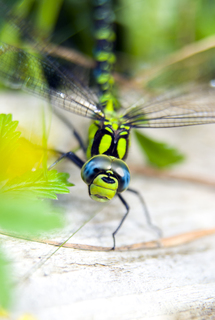 Dragonfly
