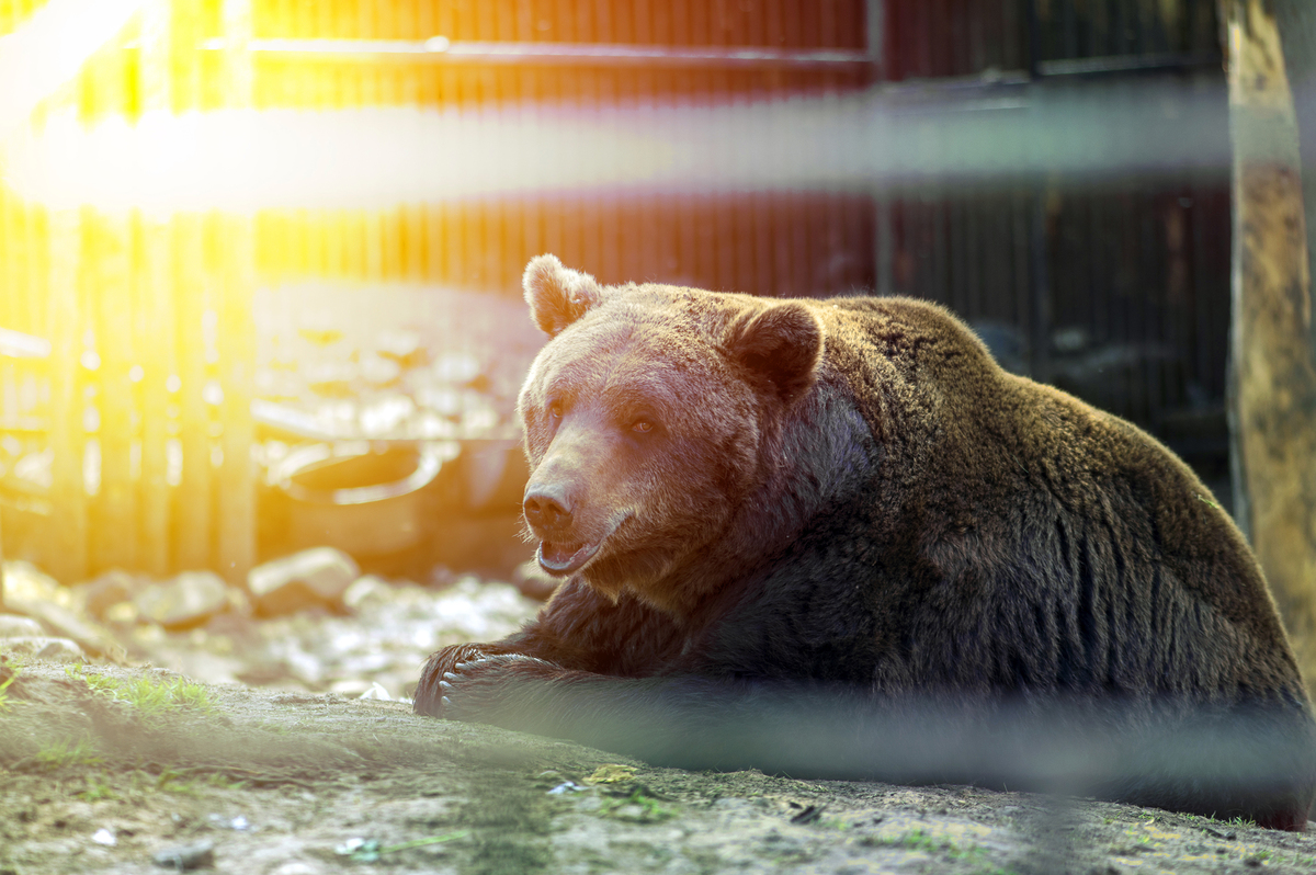 Останні промені