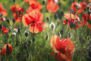 Польові маки