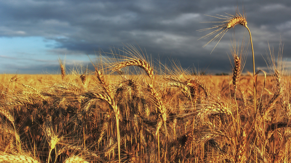 Стигле колосся