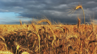 Стигле колосся