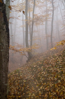 Барви осіні