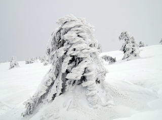 Візерунки зими