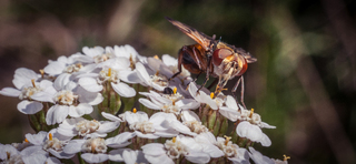 Тисячолистникові збори