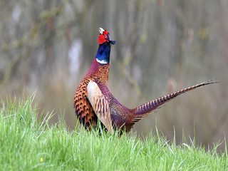 Call of pheasant