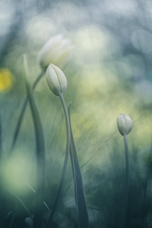 Весенняя нежность