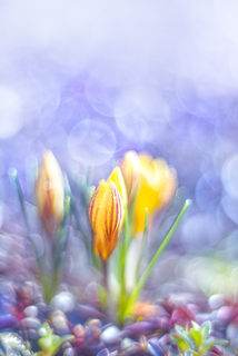 Сиреневое утро