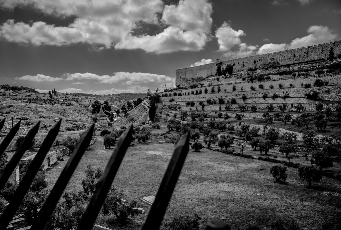 No Peace under Olives