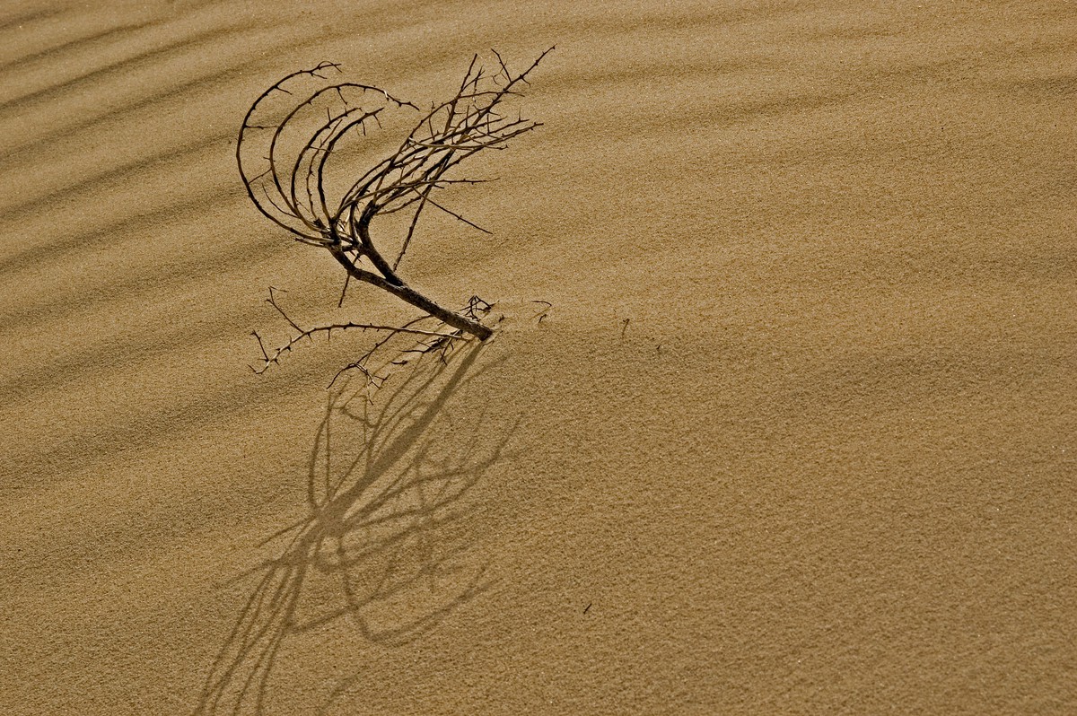 branche et sable
