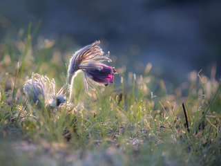 Красуня Гіпаніса