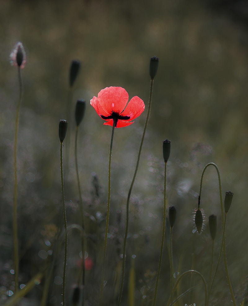 Свій серед своїх