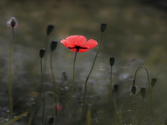Свій серед своїх