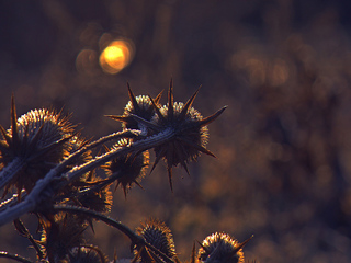Сяйво далекої зірки