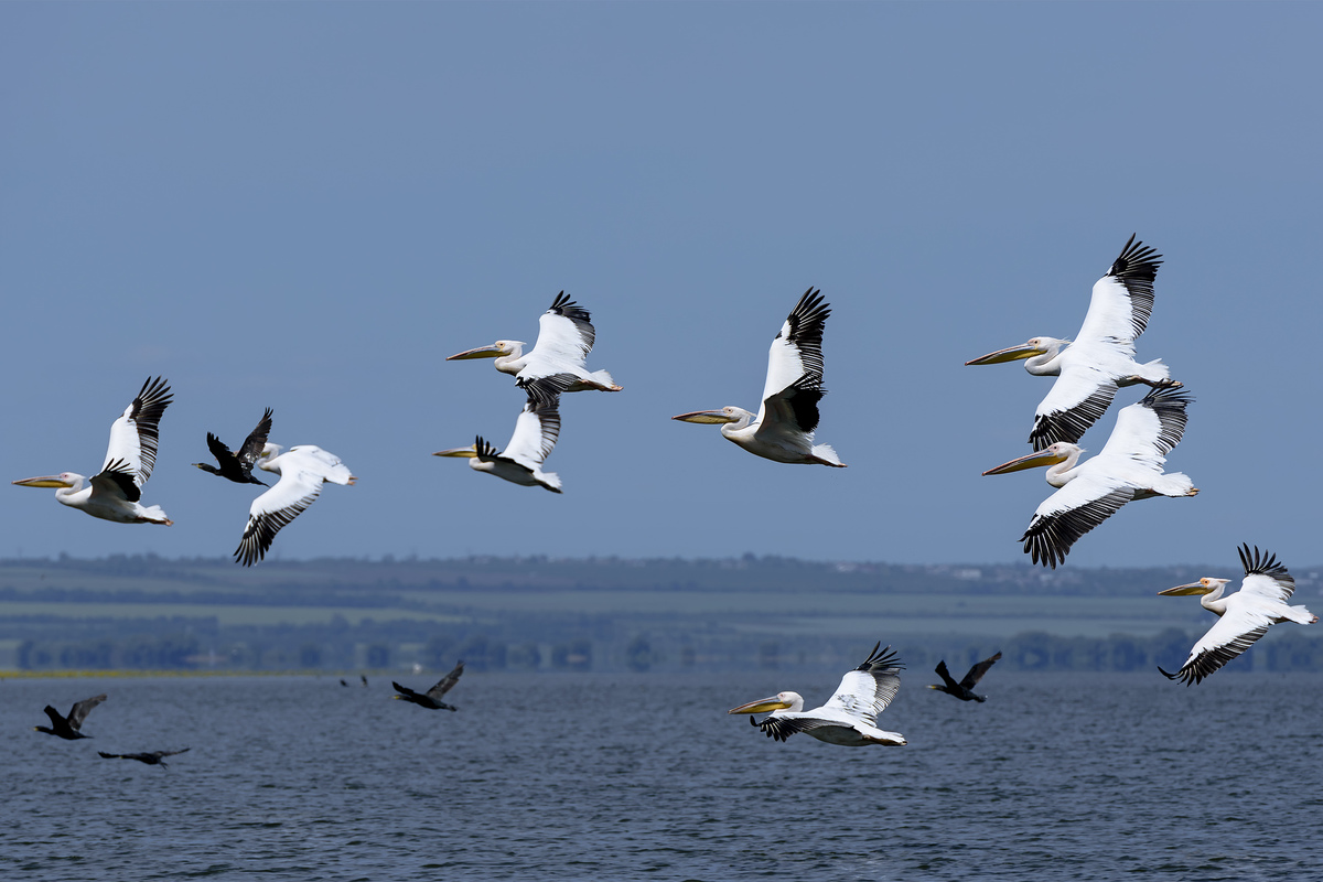 Грация полёта