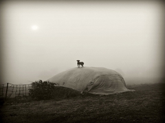 собака на сіні