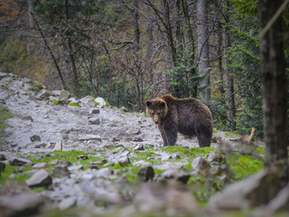 Карпатський друг
