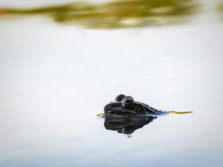 Нецарівна жаба