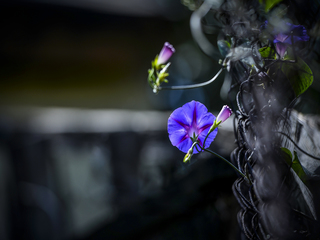 Іпомея на світанку