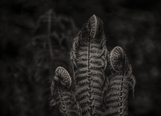 Ferns BW