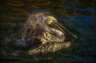 Pelican
