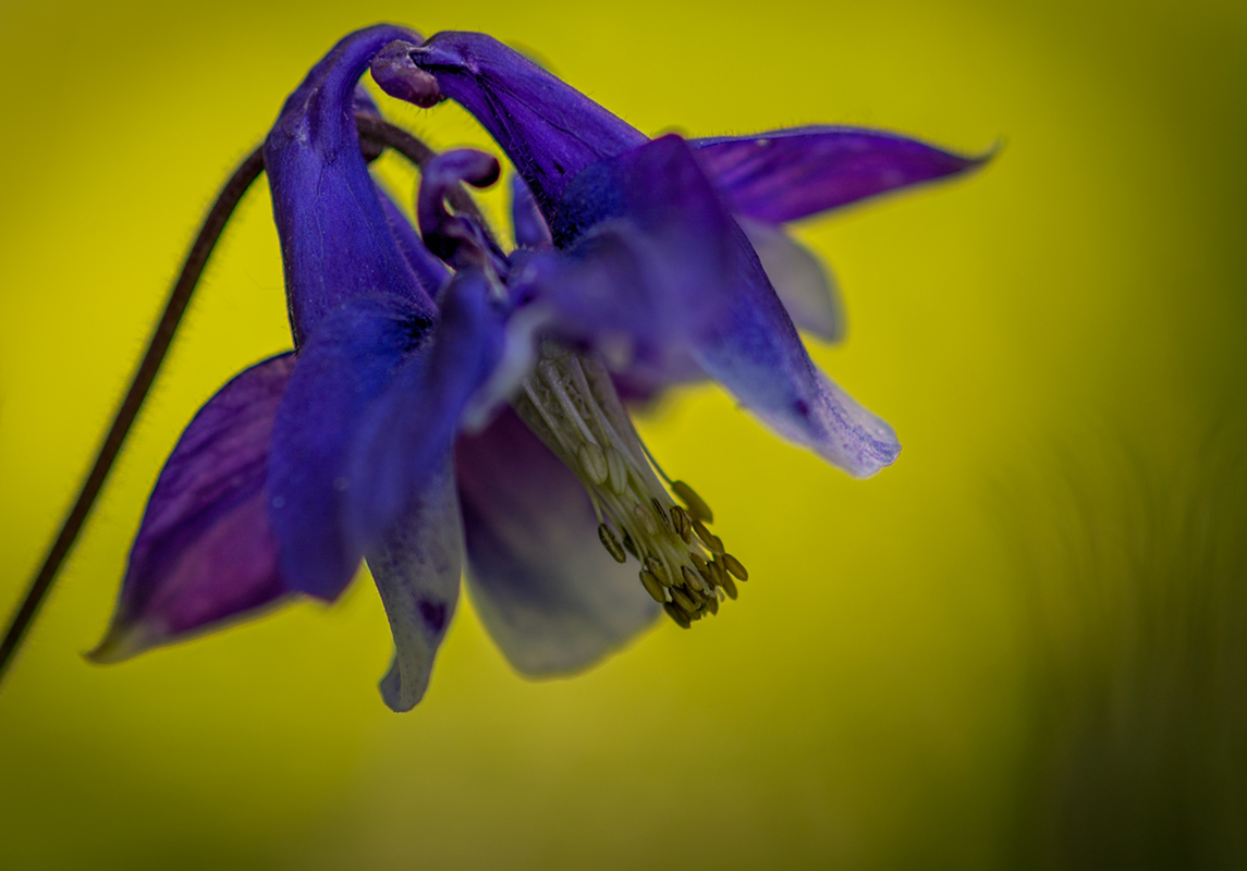 Весняна квітка