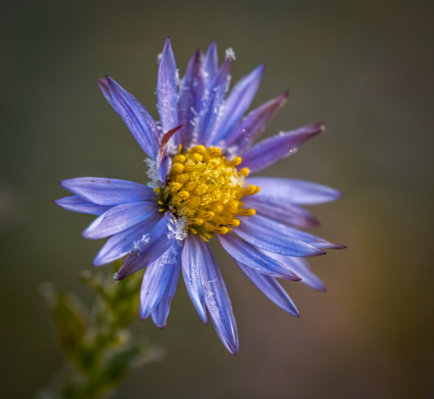 Перші морози