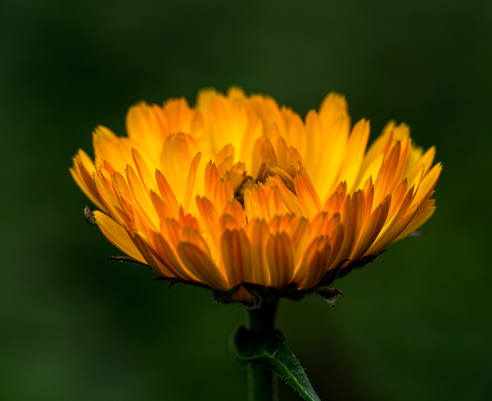 Живе полум`я