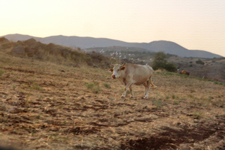 Променад на закате