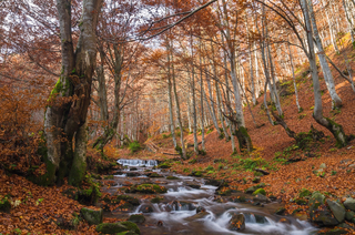 Казковий струмок