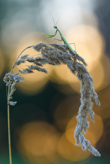 Вечірній гість