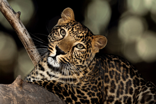 маленький лео