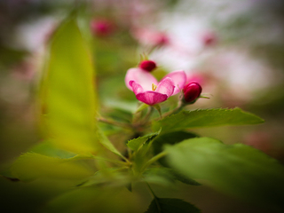Цвіт яблуні
