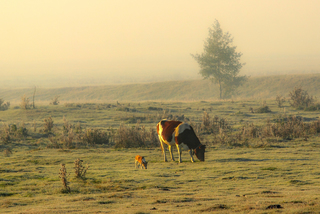 Хто пасеться на лузі?