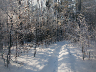 У лісі на Тетяни