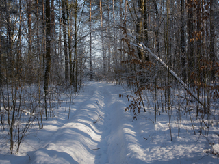 У лісі на Тетяни