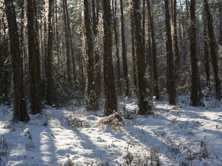 У лісі на Тетяни