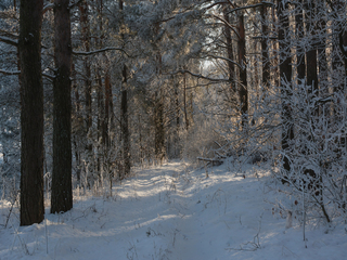 У лісі на Тетяни