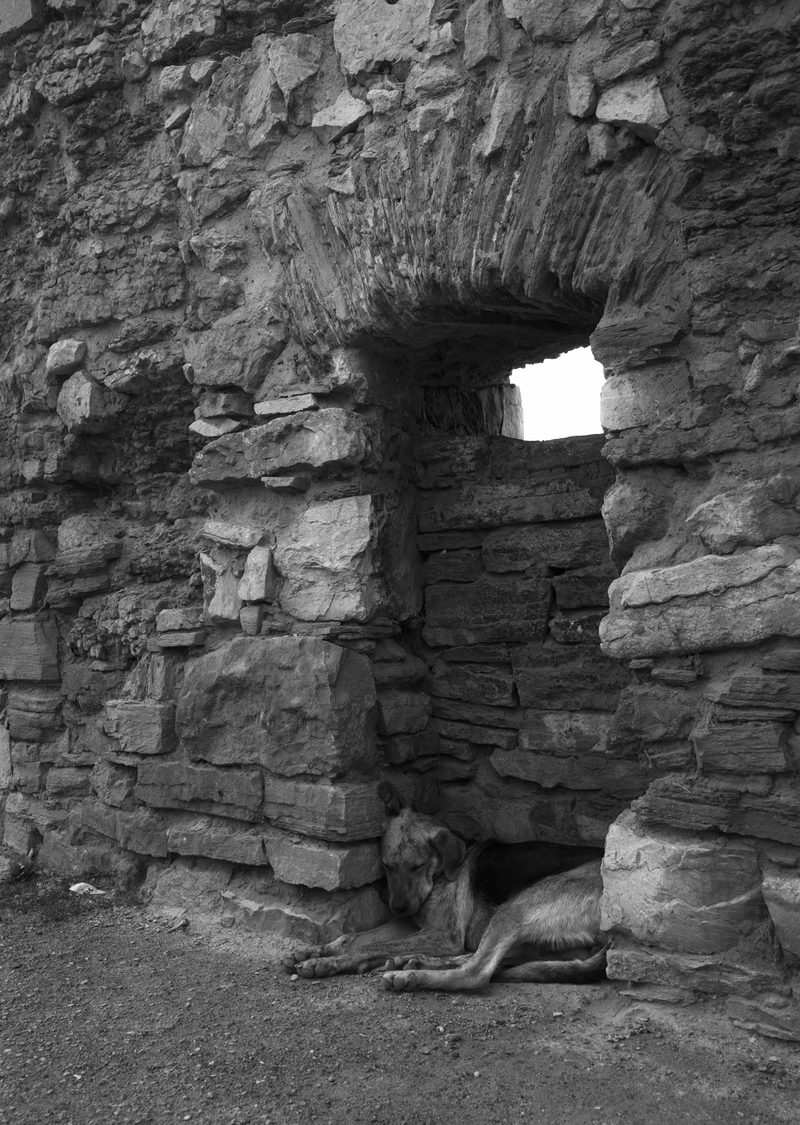 собаче життя