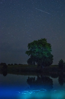 Фантастична ніч