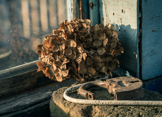 Сільський натюрморт