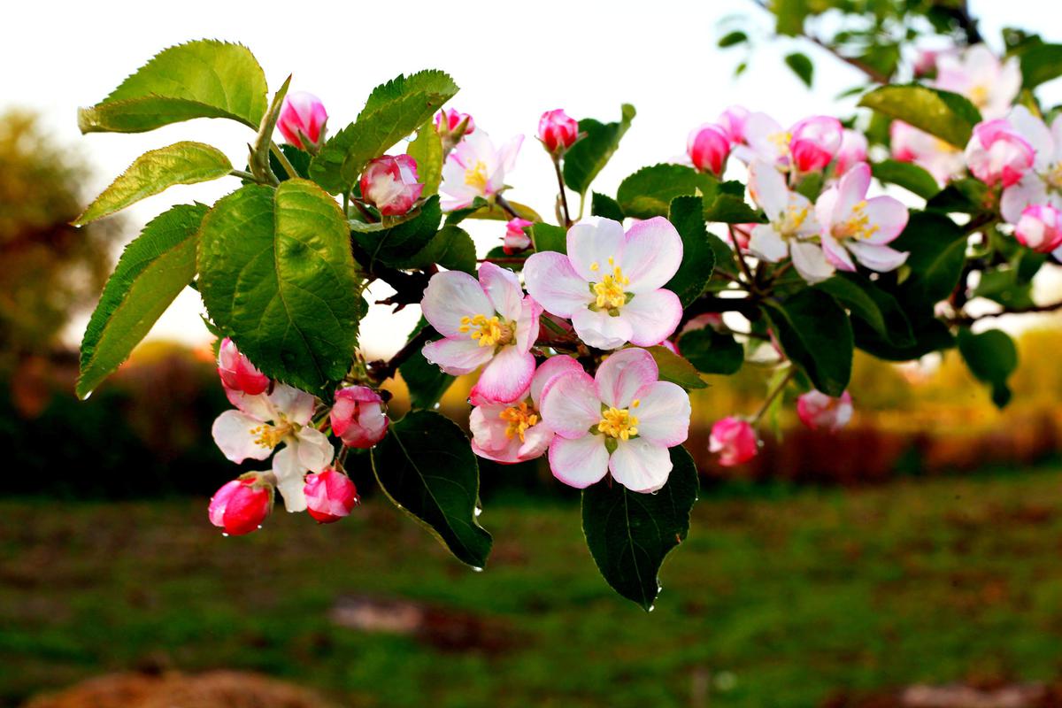 Яблуневий цвіт на Рівненщині