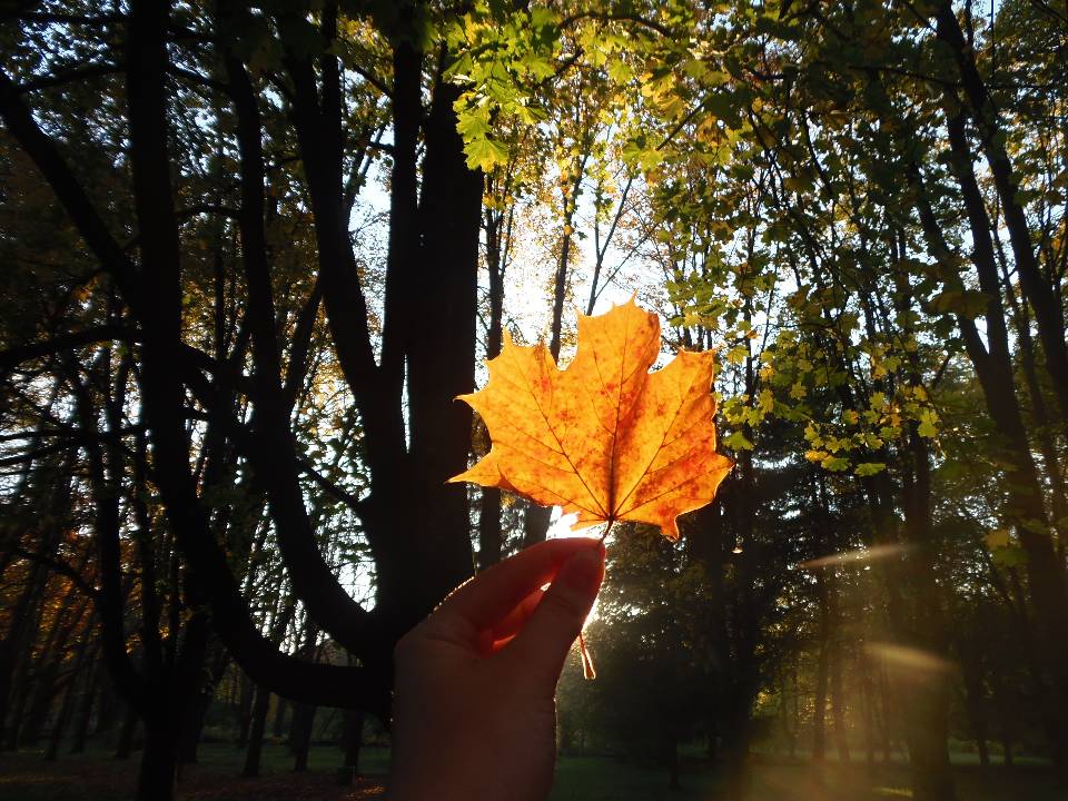 Листя вже жовтіють