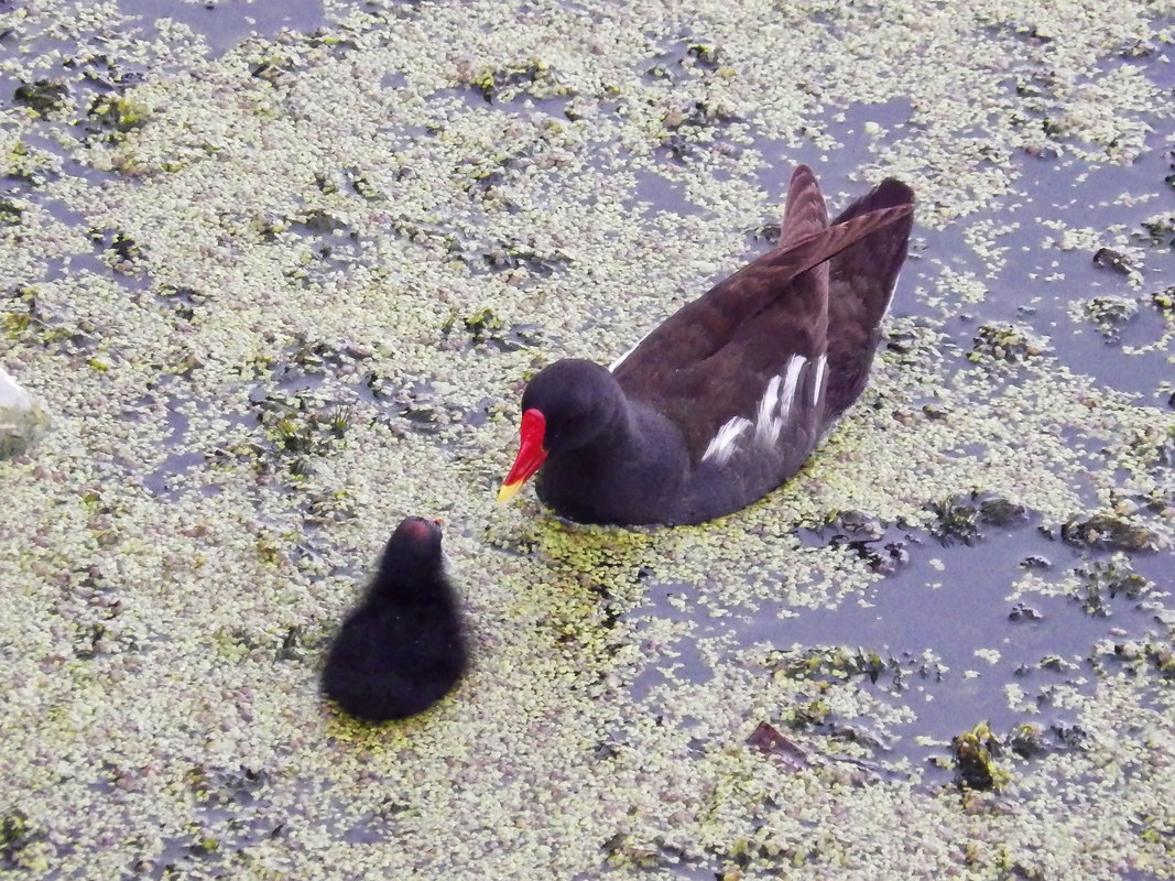 Устя, розмова