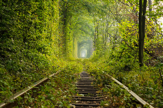 Залізниця серед дерев